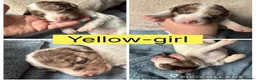 Sprollie dogs for sale: Gorgeous Sprollie puppies! in Peterborough - Advert 6