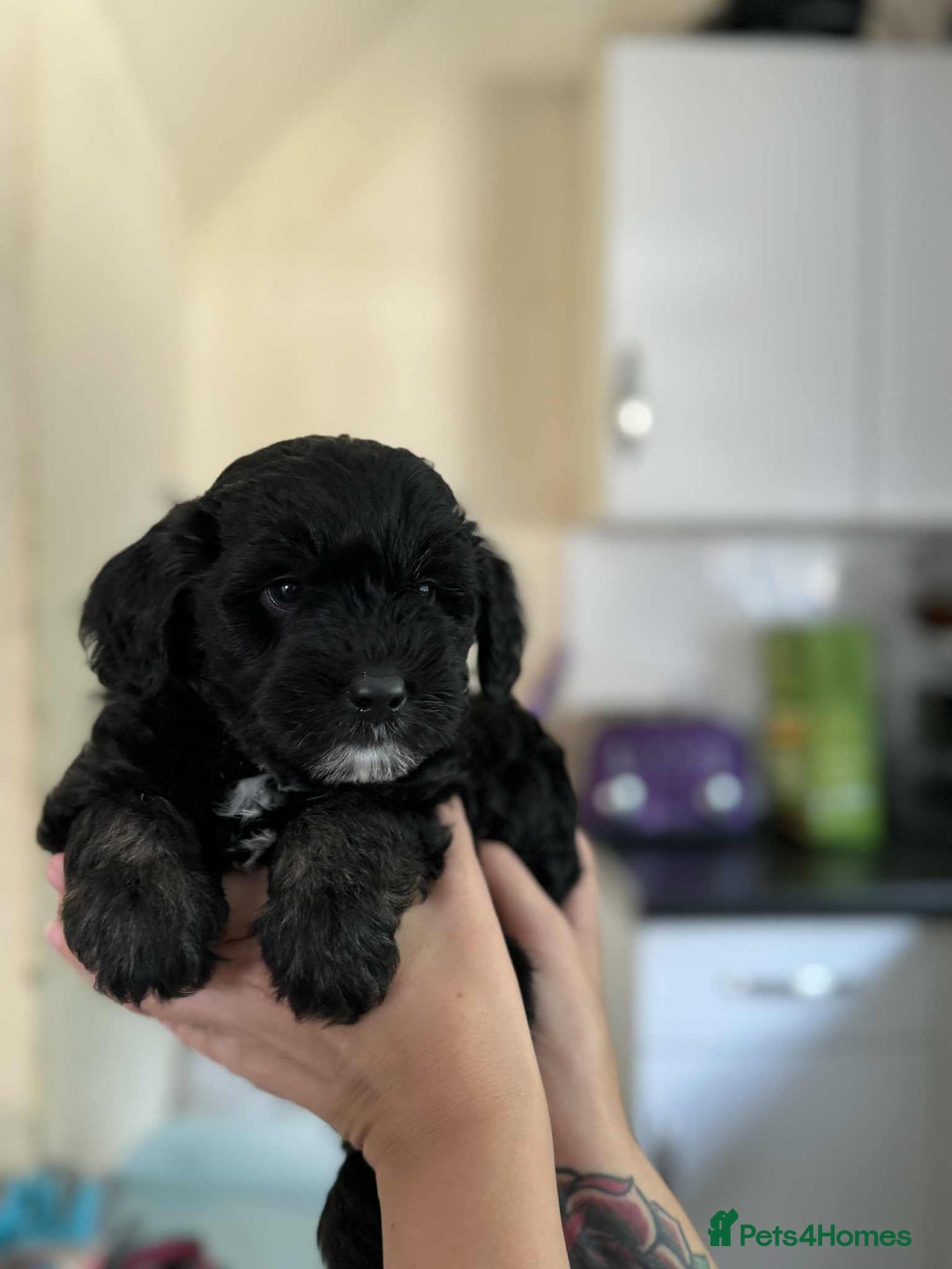 Sheepadoodle dogs for sale: F1b mini sheepadoodles - Image 32