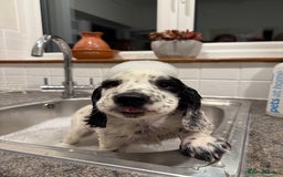 Cocker Spaniel dogs for sale: 2 pups left! Gorgeous Working Cocker Spaniels - Image 6