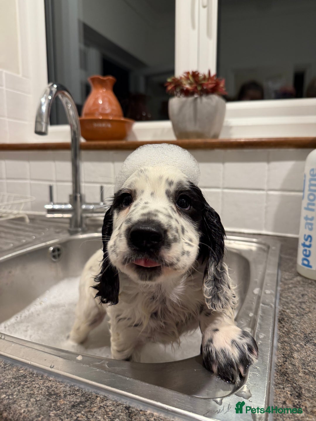 Cocker Spaniel dogs for sale: 2 pups left! Gorgeous Working Cocker Spaniels - Image 6