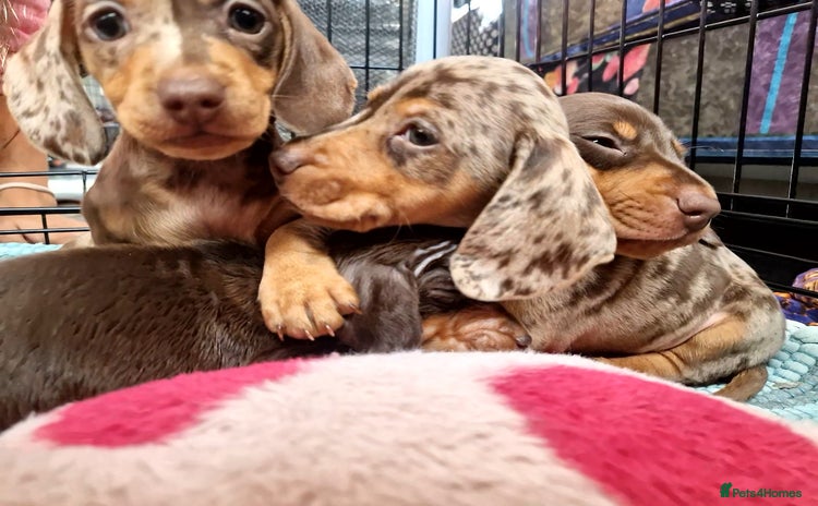 Miniature Dachshund dogs - Advert 4