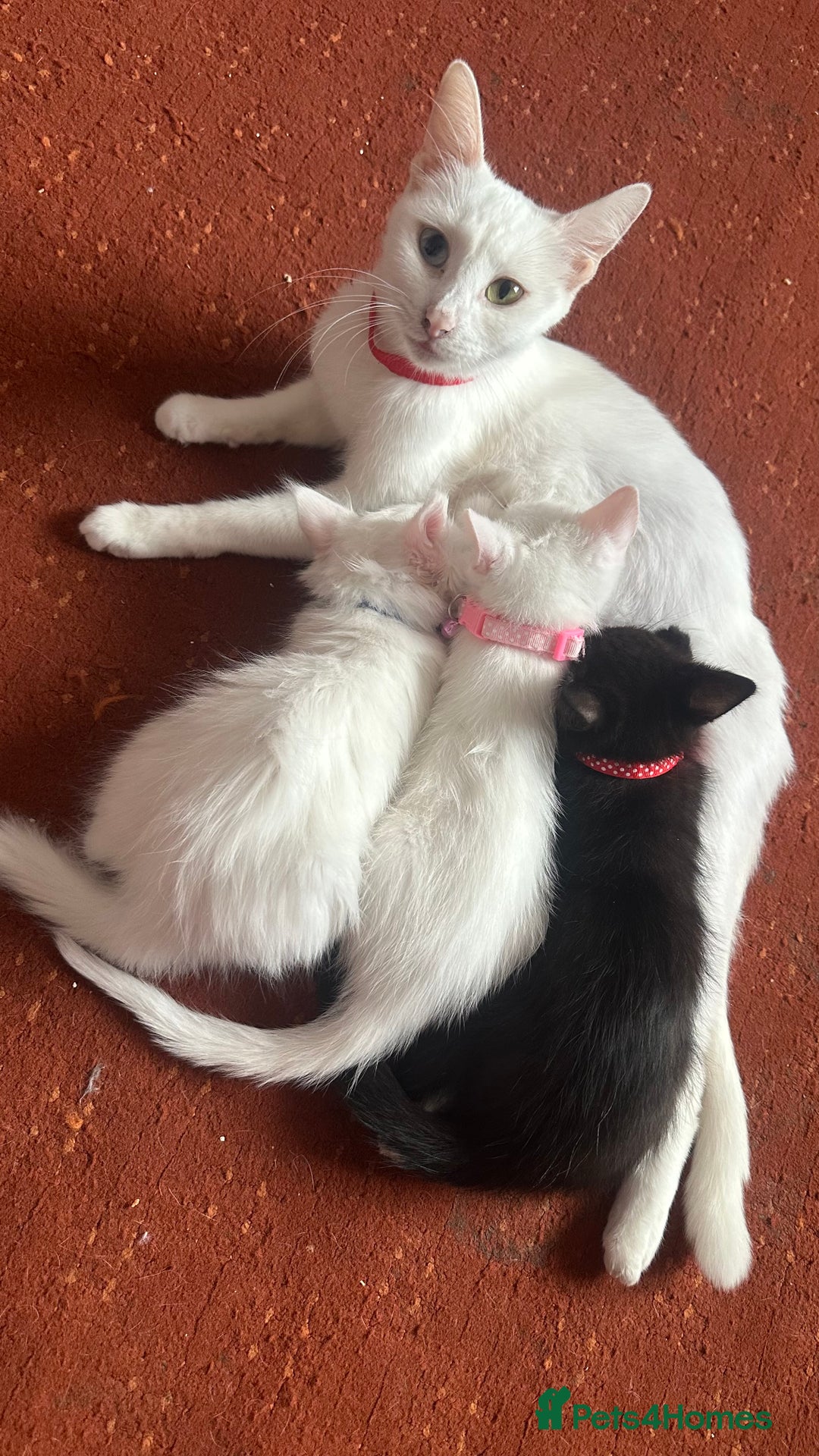 Mixed Breed cats for sale: Black / Brown And White Kittens - Advert 21