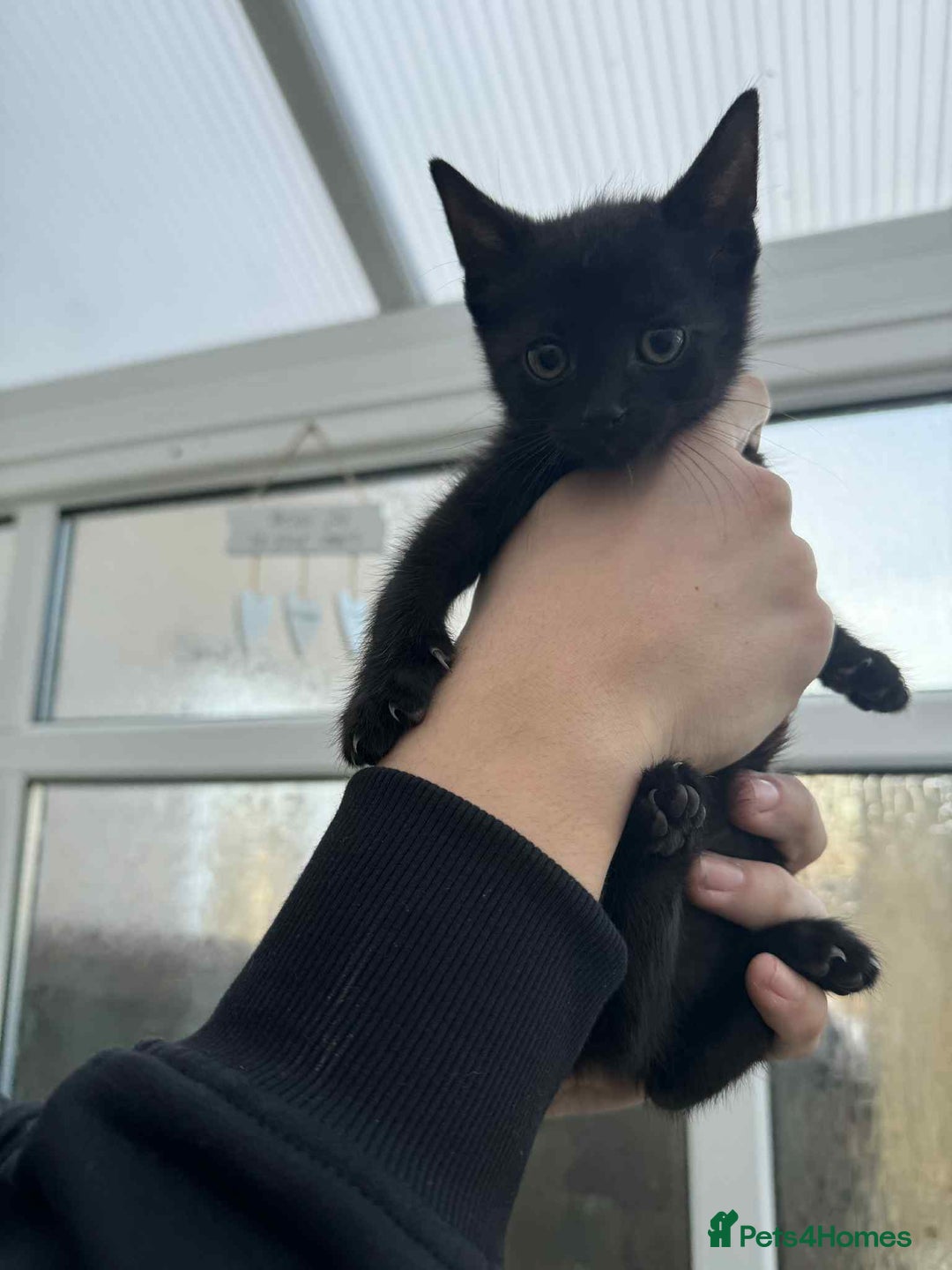 Oriental cats for sale: Oriental xxx - Advert 4