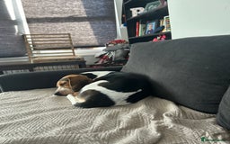 Beagle dogs for sale: Charlie Beagle - Image 10