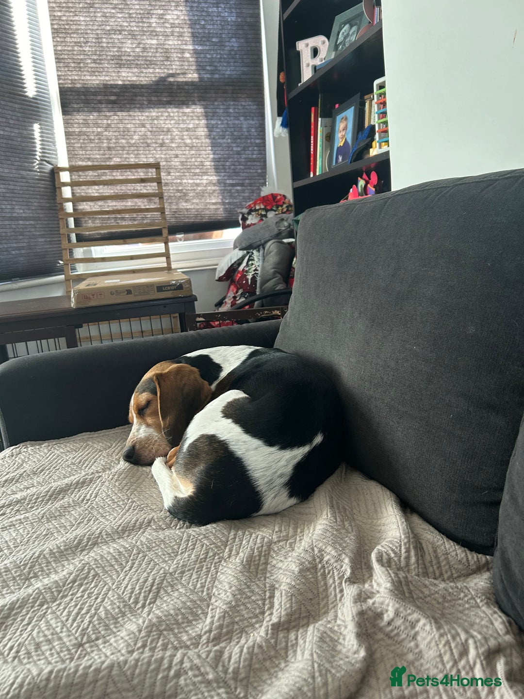 Beagle dogs for sale: Charlie Beagle - Image 10