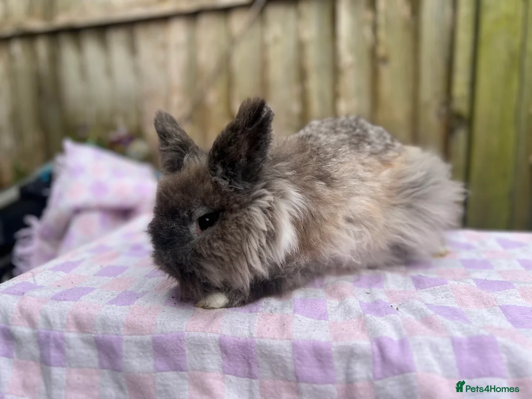 Mixed Breed rabbits for sale: Rabbits for sale various ages and prices in Reading - Advert 1
