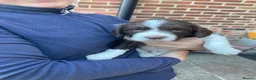 English Springer Spaniel dogs for sale: KC Reg Liver and White English Springer Spaniels - Advert 13