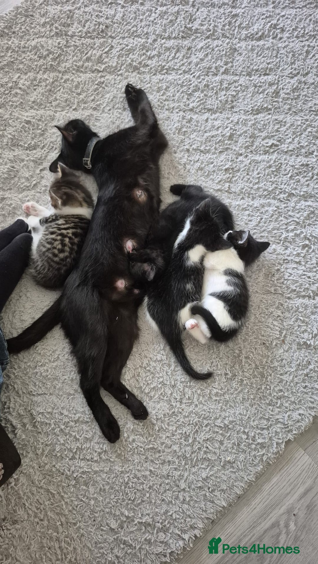 British Shorthair cats for sale: 5 beautiful kittens ready for a new home  - Image 2