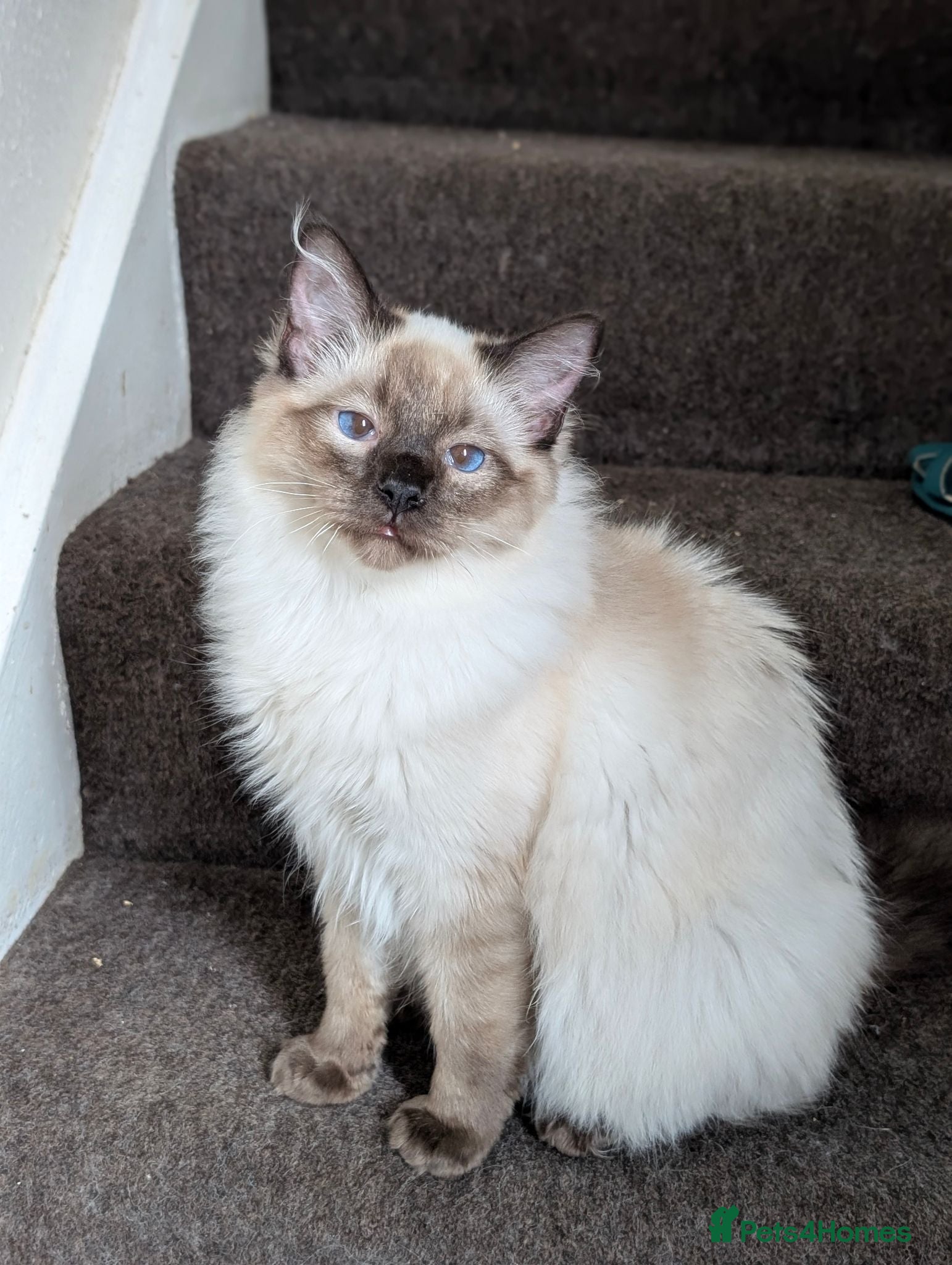 Ragdoll cats Beautiful Seal Point Ragdoll Boy - Advert 2