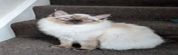 Ragdoll cats for sale: Beautiful Seal Point Ragdoll Boy - Advert 1