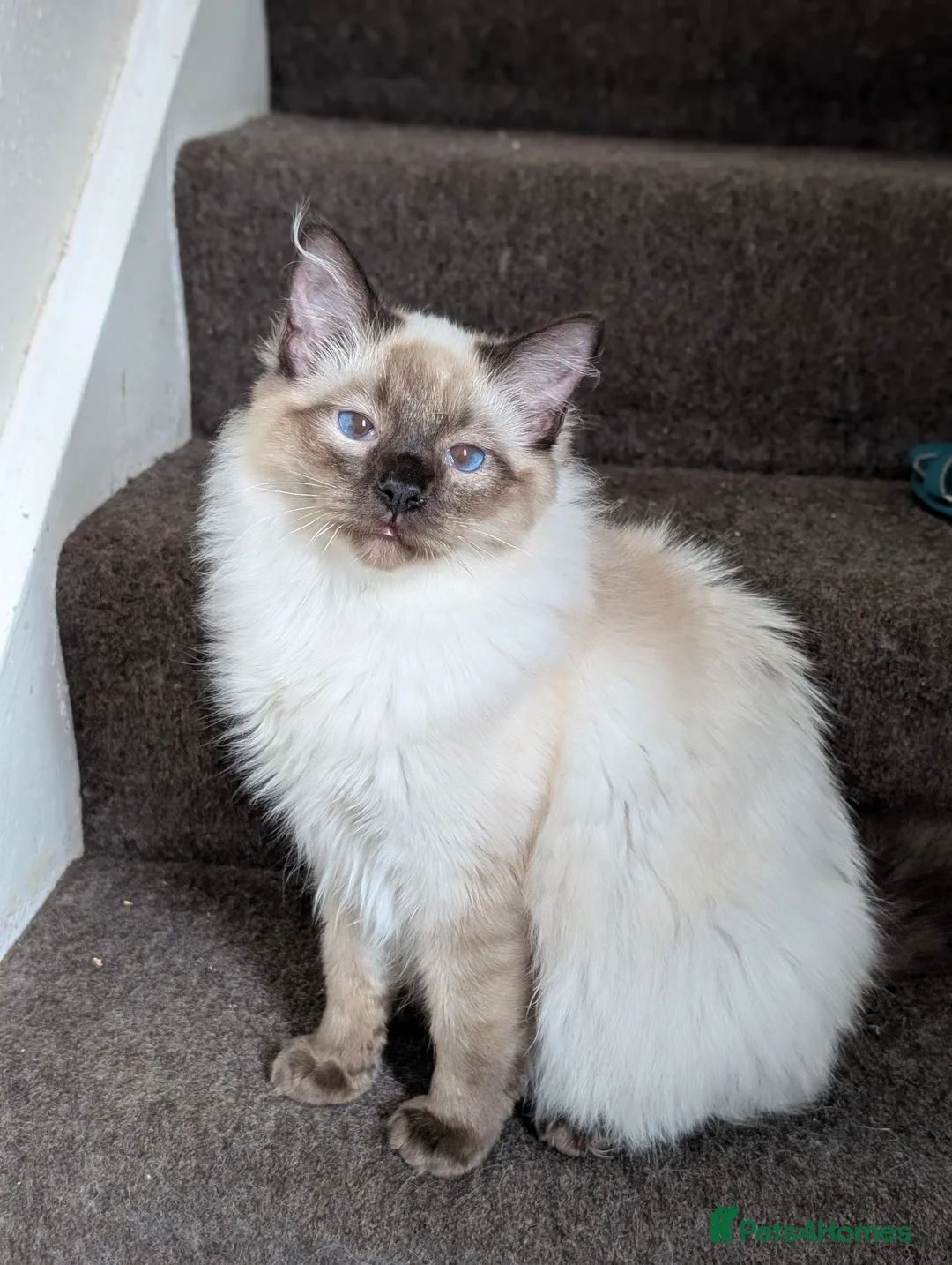 Ragdoll cats for sale: Beautiful Seal Point Ragdoll Boy - Advert 1