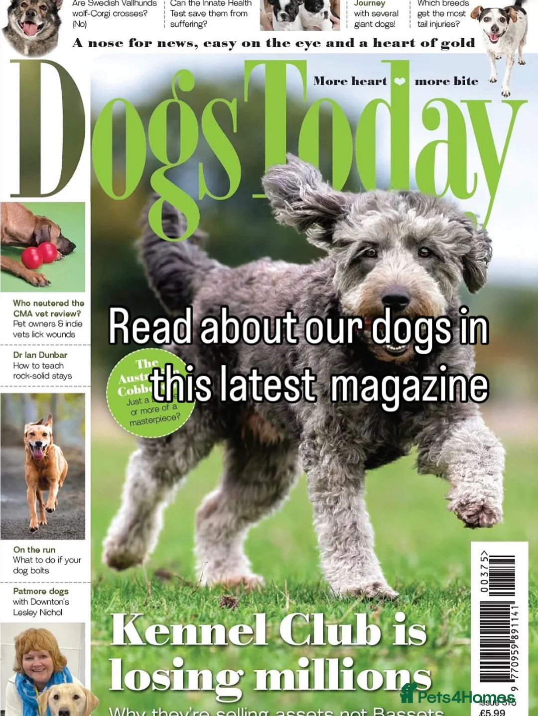 Australian Labradoodle dogs for sale: Australian labradoodles from Annette Courtney  - Advert 2