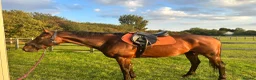 English Thoroughbred horses for sale: Looking for a new home in Milton Keynes - Advert 3