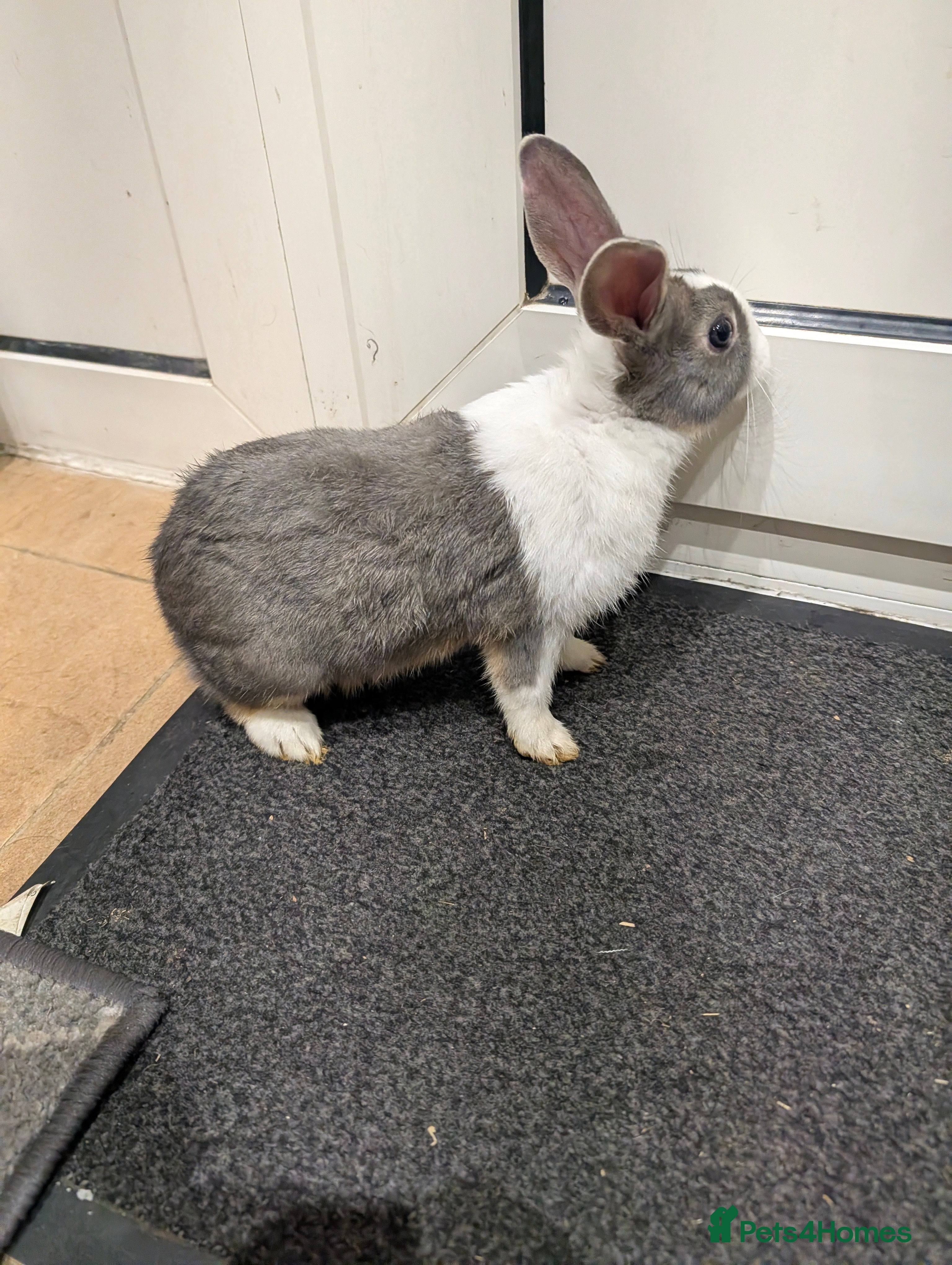 Dutch rabbits PURE BREED Dutch BABY RABBIT £30 AND GUINEAPIG £20 - Advert 7