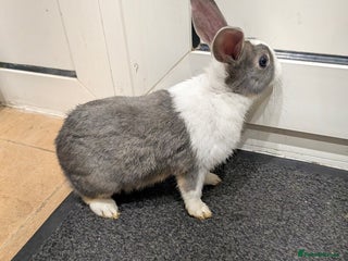 Dutch rabbits PURE BREED Dutch BABY RABBIT £30 AND GUINEAPIG £20 - Advert 7