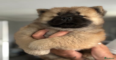 Chow Chow dogs - Advert 1