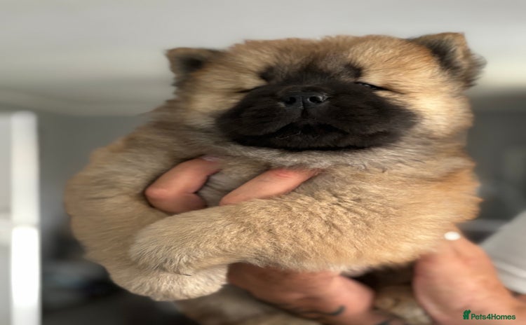 Chow Chow dogs - Advert 1