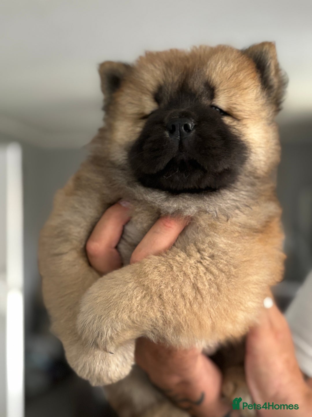 Chow Chow dogs for sale: 🤍  1 STUNNING GIRL LEFT 🐾 READY TO LEAVE 🐾 - Image 5