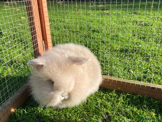 Mini Lion Lop rabbits Male rabbits ready now - Advert 1