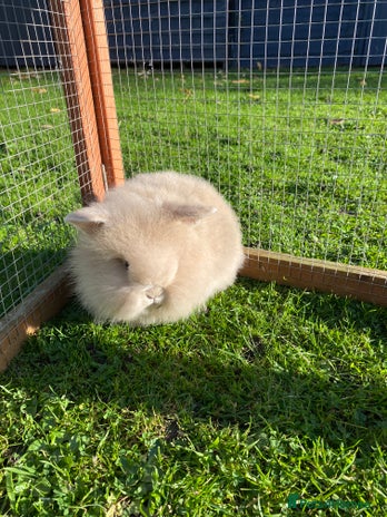 Mini Lion Lop rabbits Male rabbits ready now - Advert 1