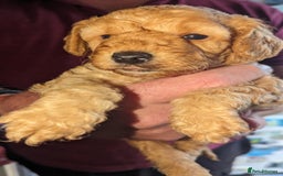 Cavapoo dogs for sale: Cavapoo Puppies for Sale F1B £950 - Image 10