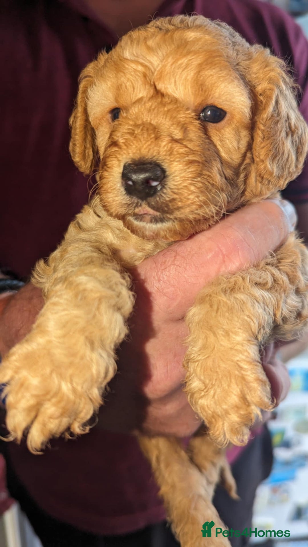 Cavapoo dogs for sale: Cavapoo Puppies for Sale F1B £950 - Image 10