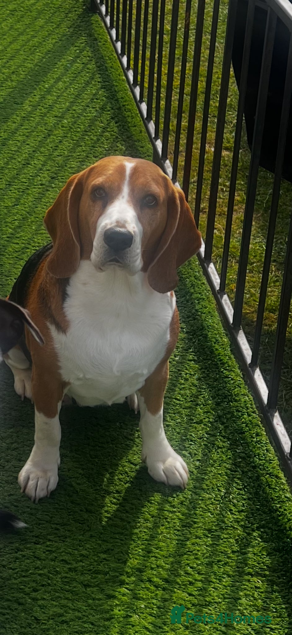 Beagle dogs for sale: 💞BEAUTIFUL BEAGLE PUPPIES 💞 - Advert 23