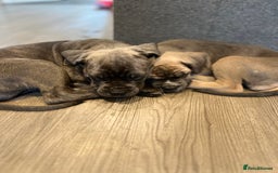 Cane Corso dogs for sale: Purebred Cane Corso puppies  - Image 11
