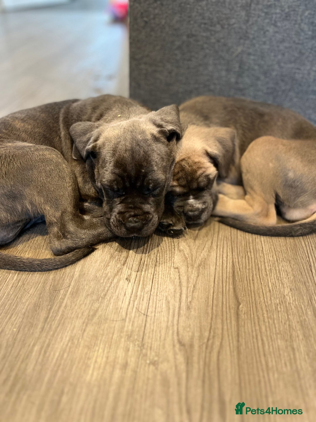 Cane Corso dogs for sale: Purebred Cane Corso puppies  - Image 11