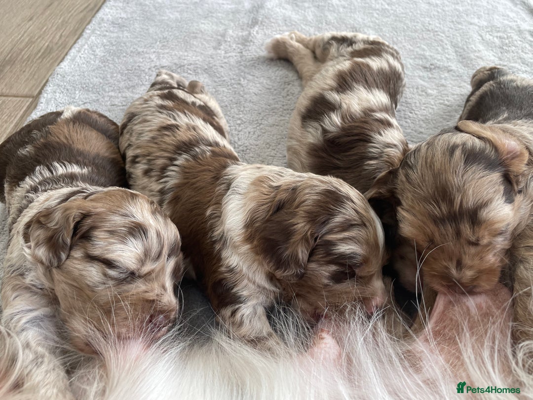 Sproodle dogs for sale: Sproodle Puppy 3 - 💥 Rare Gorgeous Chocolate Merle Sproodles 🐶 - Image 21