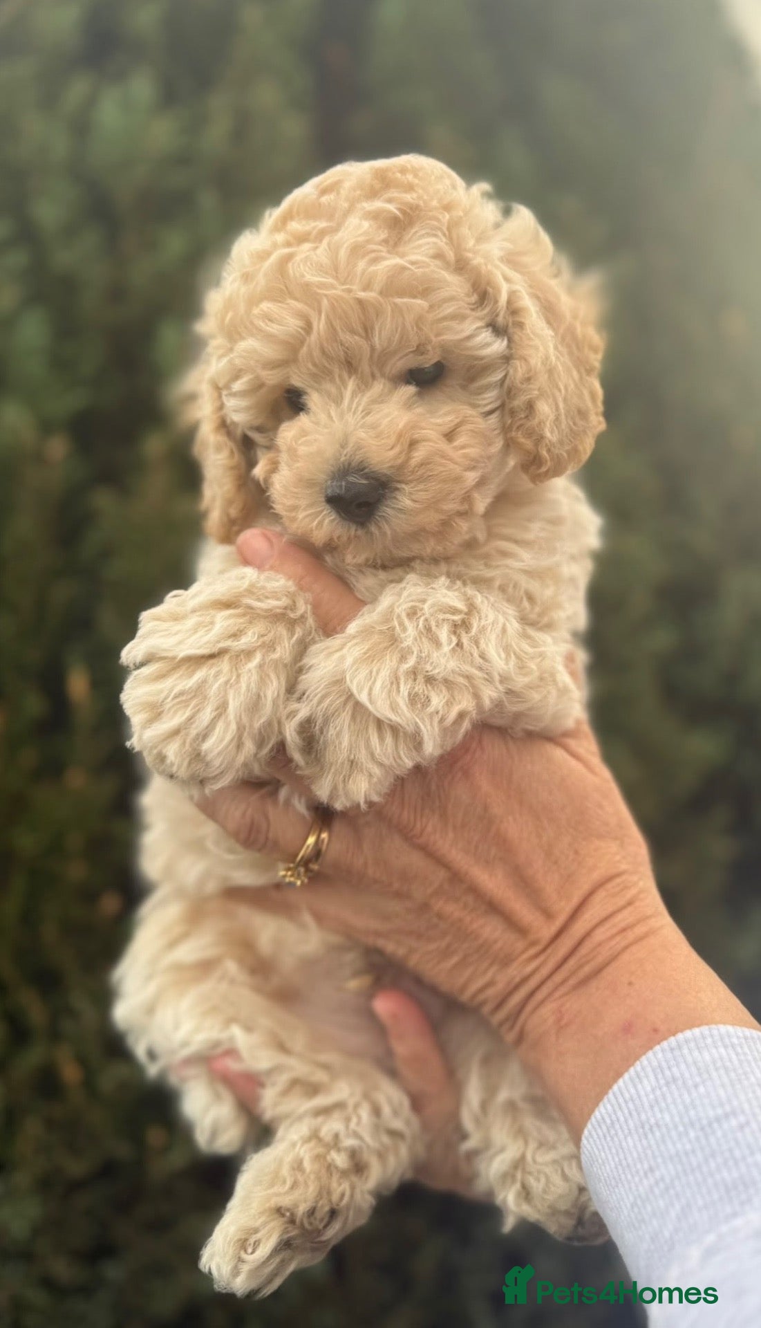 Toy Poodle dogs Meet Parker-our beautiful little cream poodle boy - Advert 2