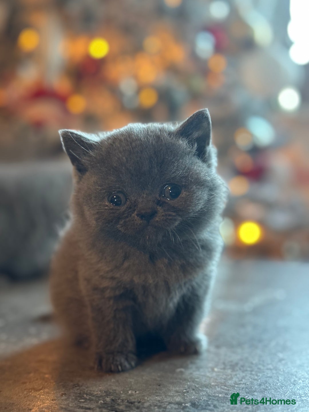 British Shorthair cats for sale: Blue British shorthair 🏆🏆🏆💙💙💙 - Advert 13