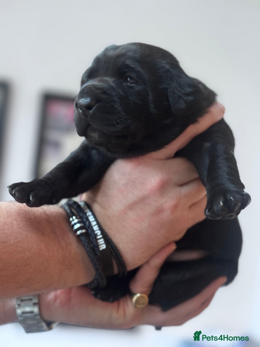 Labrador Retriever dogs for sale: Labrador Puppies - 1 Male & 3 Females Available - Advert 5