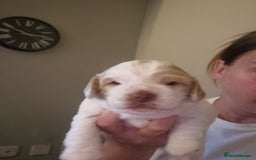 Cockapoo dogs for sale: Beautiful cockapoo boy  in Rotherham - Image 11