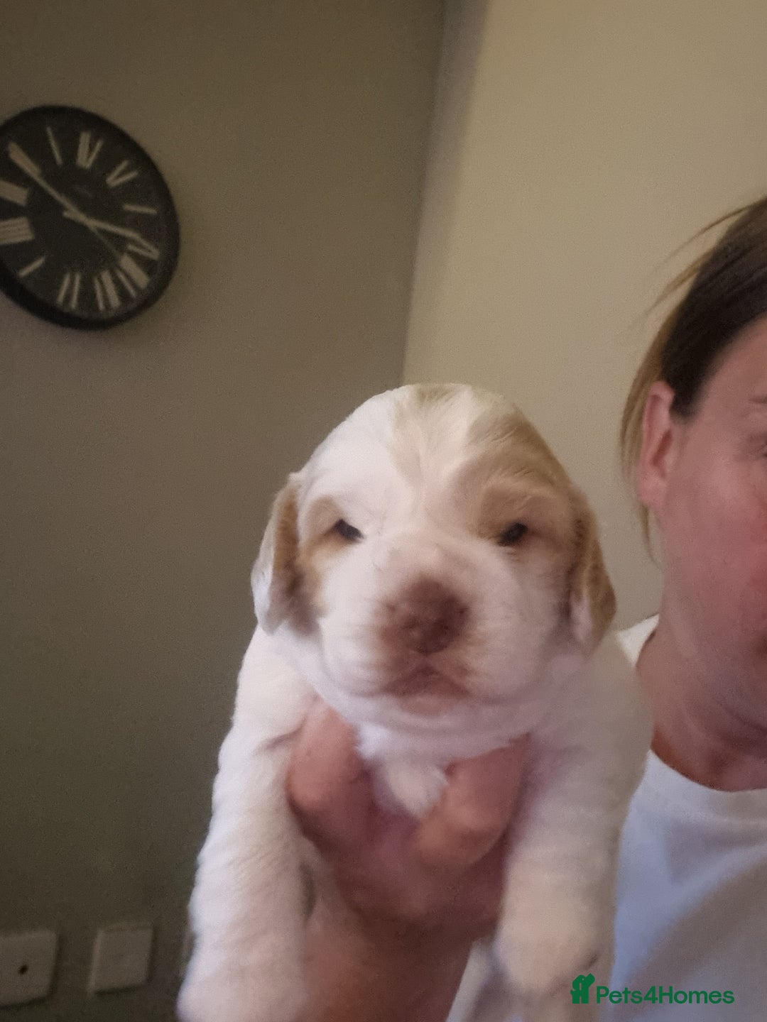 Cockapoo dogs for sale: Beautiful cockapoo boy  in Rotherham - Image 11