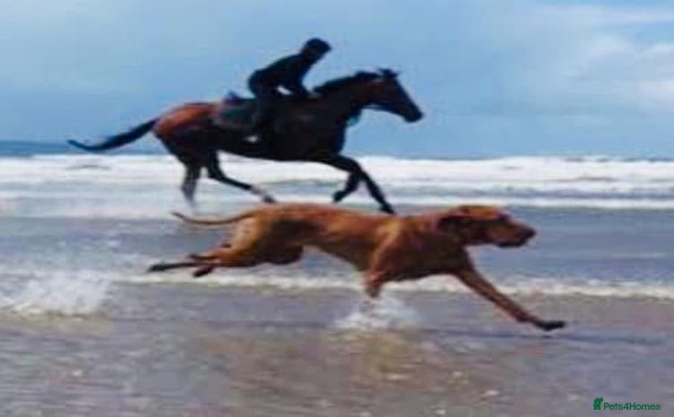 Hungarian Vizsla dogs - Advert 1