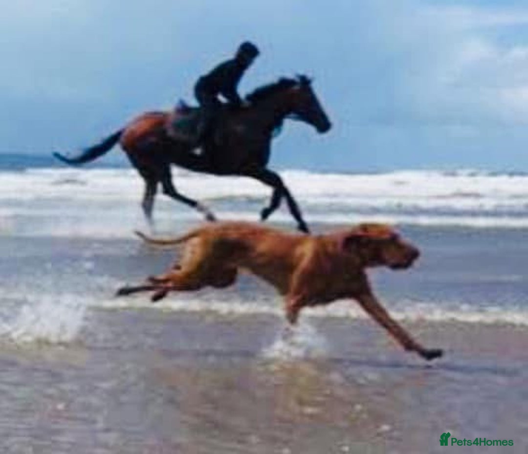 Hungarian Vizsla dogs for sale: Vizslas Devon KC Puppies - Image 1