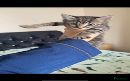 Bengal cats for sale: 2 stunning bengal kittens looking for their home - Image 6