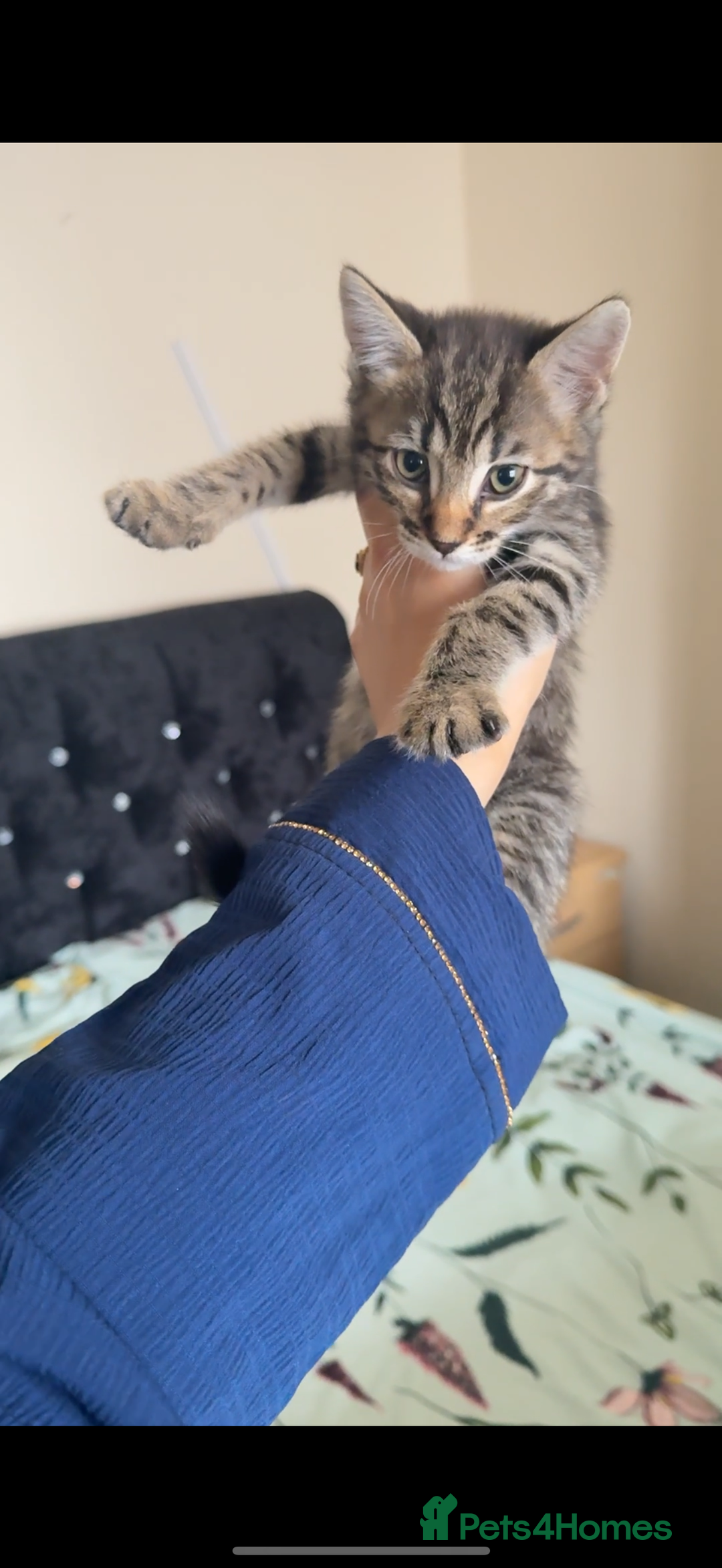 Bengal cats for sale: 2 stunning bengal kittens looking for their home - Image 6