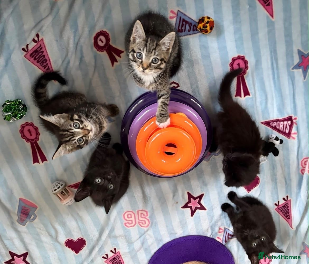 Mixed Breed cats for sale: Kittens for sale  - Advert 22