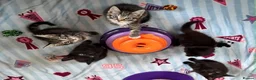Mixed Breed cats for sale: Kittens for sale  - Advert 27
