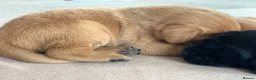 Labrador Retriever dogs for sale: KC Labrador puppies - Advert 6