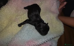 Pug dogs for sale: KC Pug puppies 4 girls 3 boys - Image 6