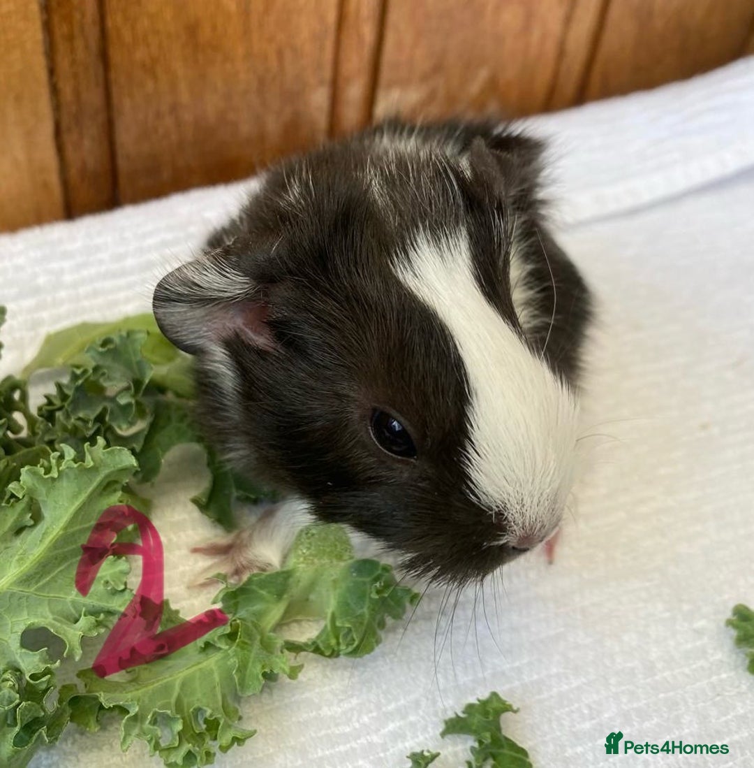 Guinea Pig rodents for sale: 1no Gorgeous baby Guinea pigs - Girls - Image 5