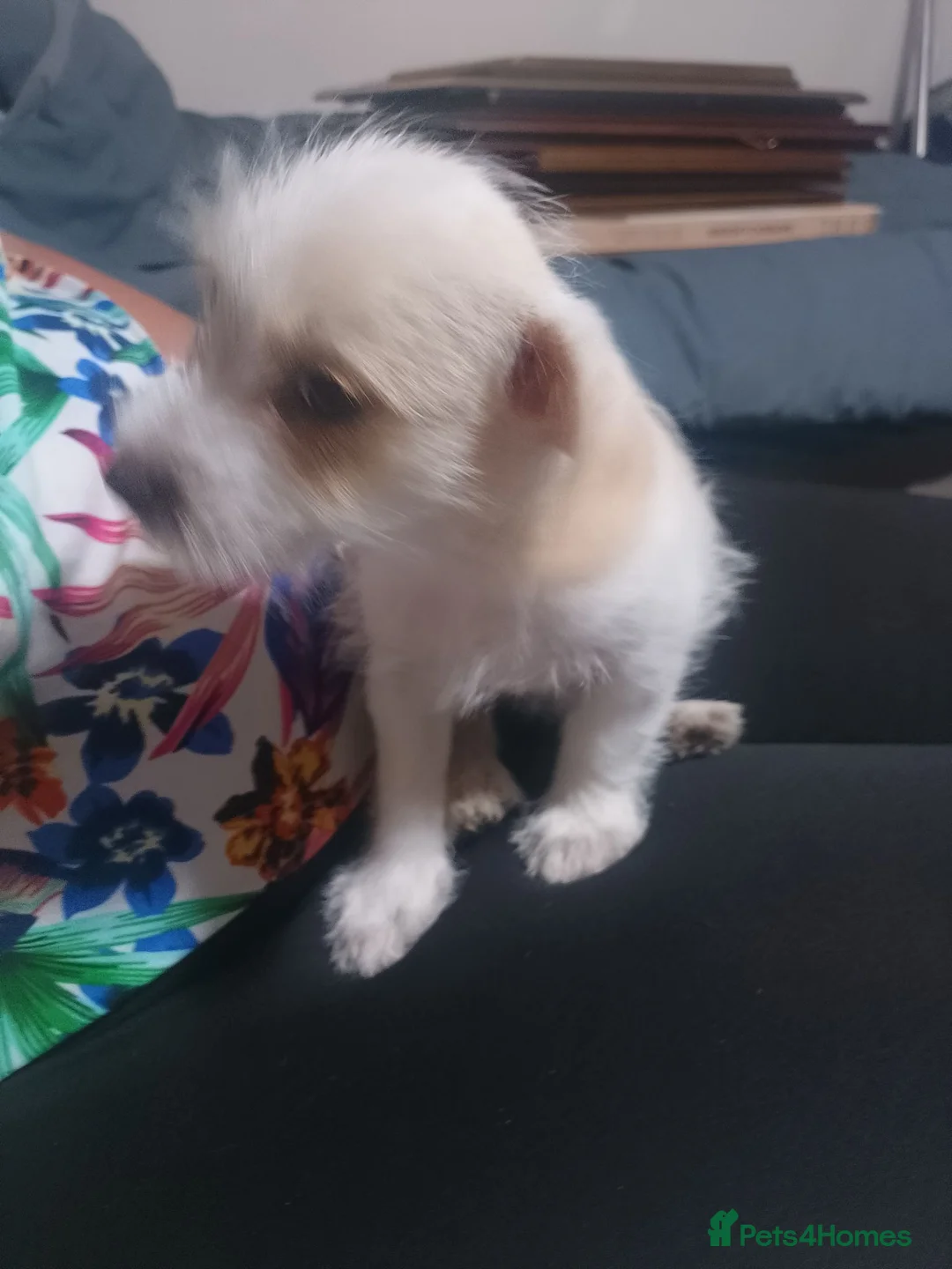 Jack Russell dogs for sale: Jack Russel  - Advert 1