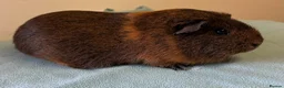 Guinea Pig rodents for sale: Female guinea pigs  - Advert 2