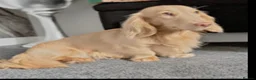 Miniature Dachshund dogs for sale: Cream long haired miniature dachshund puppies  in Sheffield - Advert 6