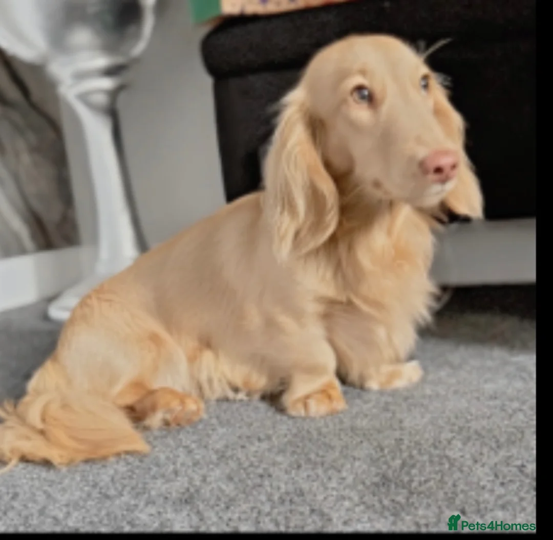 Miniature Dachshund dogs for sale: Cream long haired miniature dachshund puppies  in Sheffield - Advert 6