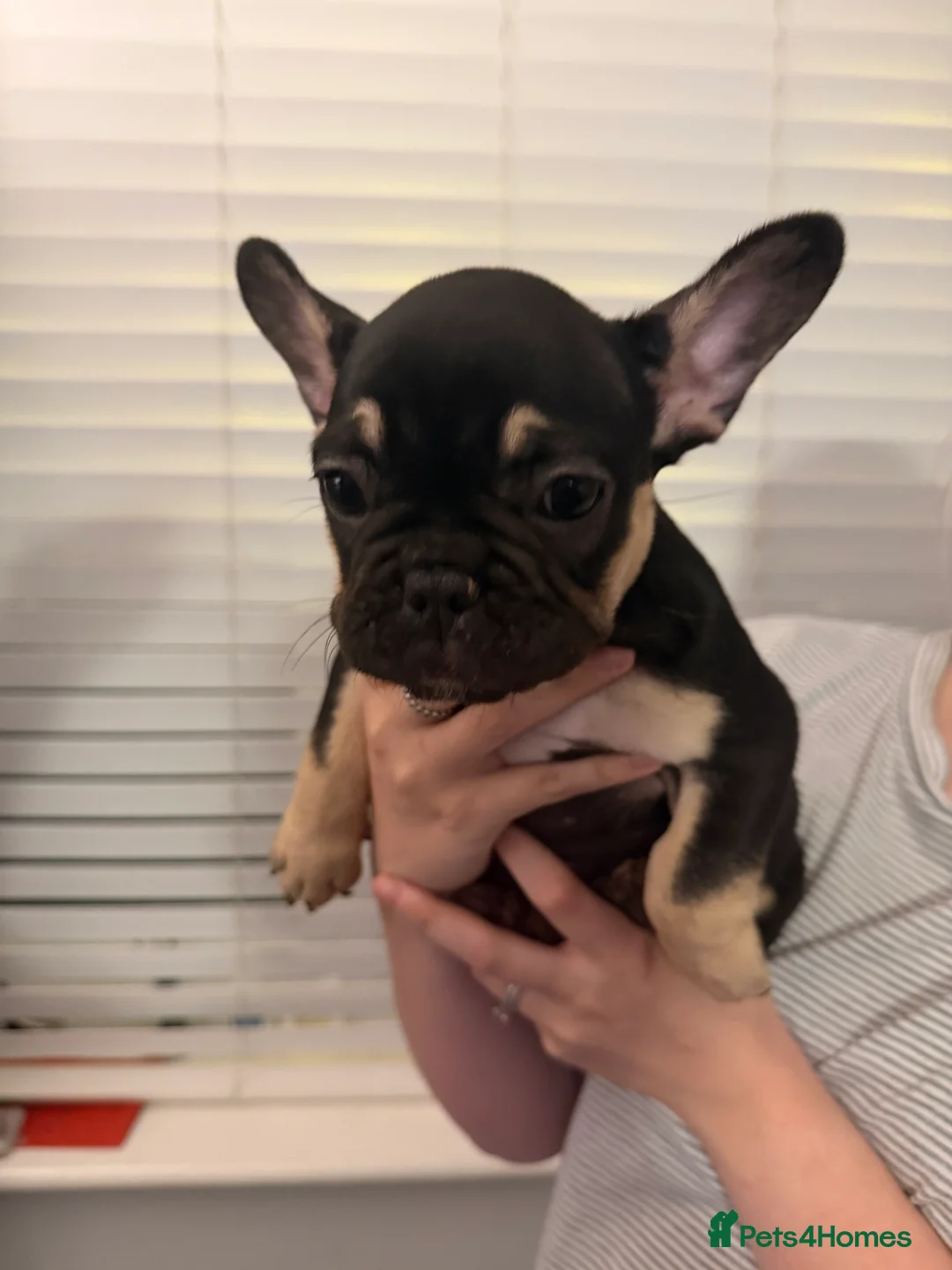 French Bulldog dogs for sale: 3 beautiful frenchie puppies - Advert 2