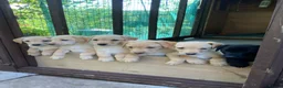 Labrador Retriever dogs for sale: 11 Labrador Puppies in Bridgnorth - Advert 2